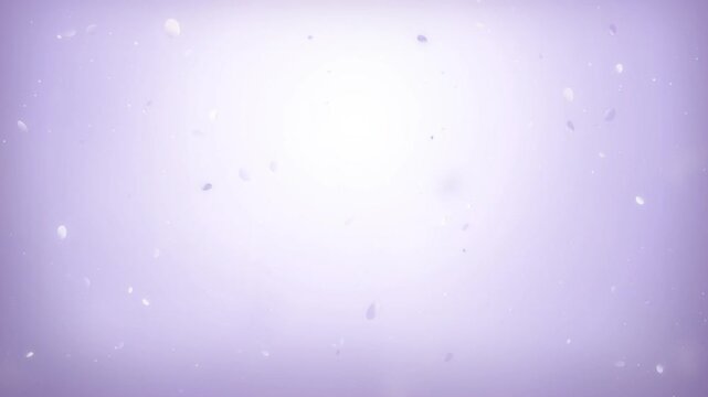 Soft lavender background with falling cherry blossom petals, dreamy spring animation loop. Elegant purple gradient background with floating soft petals