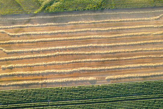 A Limia Galicia high angle drone view of parallel golden straw swaths on harvested grain field