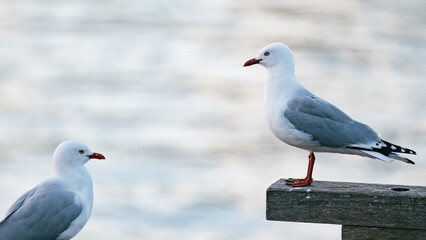 A seagull stands watch while the other waits for food scraps. © gshakwon