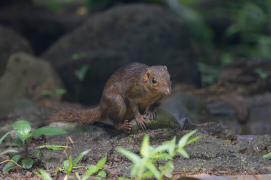 Northern Treeshrew (Tupaia belangeri) perched on mossy rocks in Cat Tien National Park, Vietnam. Small brown mammal with a pointed snout and bushy tail foraging on the forest floor.