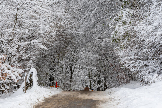 Quiet winter trail winding through snow-laden trees on Gurten near Bern, Switzerland.