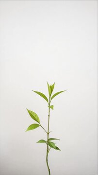 Cinematic botanical timelapse background featuring slender green plant stem with fresh leaves growing, isolated against clean pale surface, softly diffused light, natural foliage, serene minimal