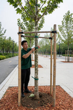 Gardener Staking a Young Tree in a Park