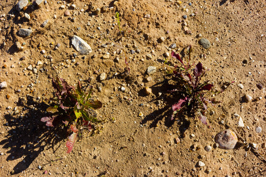 Crimson-tinted dandelion rosettes struggling in the harsh, dry soil of a sandy quarry, showcasing a resilient late-summer survival against arid conditions and intense sunlight casting long shadows
