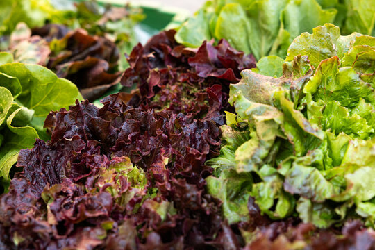 Close-up fresh lettuce in crate on market stall. Salad, raw foods, vegetables, harvest, produce, agriculture, healthy eating.