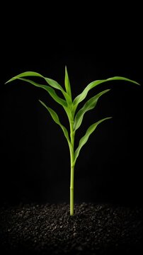 Cinematic Botanical Timelapse Background of Young Green Corn Plant Seedling Growth from Dark Soil, Unfolding Leaf, Dramatic Studio Lighting, Natural Growth and Resilience, Searchable Plant Visual
