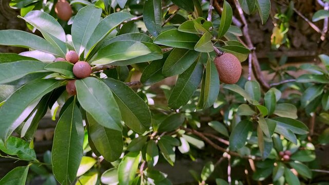 Fresh Sapodilla Fruits Growing on Tree Branch with Green Leaves