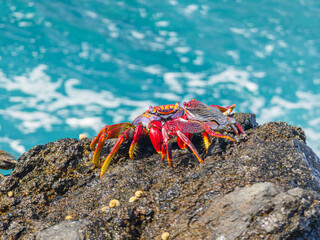 A bright red crabs sitting on dark volcanic rocks splashed by white ocean wave foam in Porto Moniz, Madeira. © volff