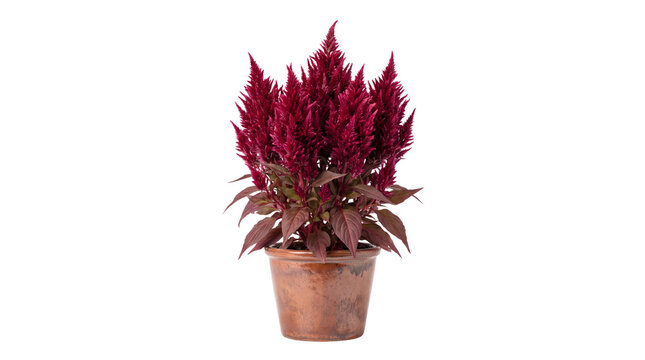 Vibrant red celosia plant in terracotta pot, blooming cockscomb flower on white background, ornamental garden plant for home decor