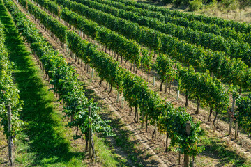 Naklejka premium Wide panorama of green vineyard rows stretching across countryside under clear blue sky.