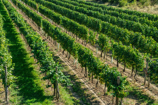 Wide panorama of green vineyard rows stretching across countryside under clear blue sky.