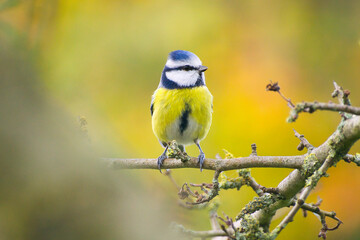 Isolated close-up of a blue tit on colorful background   Cyanistes caeruleus © David Daniel
