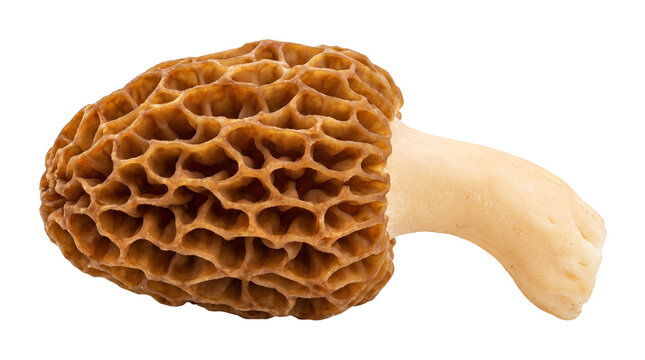 Fresh morel mushroom on white background. Raw Morchella esculenta fungi with honeycomb texture. Wild edible mushroom for culinary use.
