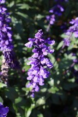 Fototapeta premium A beautiful cluster of blooming purple flowers in a natural garden setting, capturing a serene and enchanting atmosphere. Ideal for botanical projects, gardening themes, eco-friendly concepts, and sce