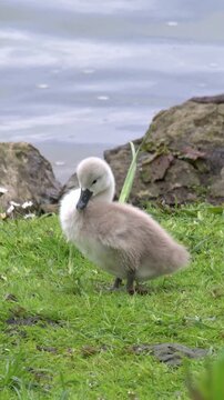 Mute Swan (Cygnus olor) young cygnet preening and drying its feathers by the side of a lake. June, Kent, UK. [Half speed] Vertical
