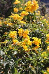 Fototapeta premium A beautiful field of blooming yellow wildflowers basking in the sunlight, creating a bright and cheerful natural landscape. Ideal for outdoor themes, gardening,