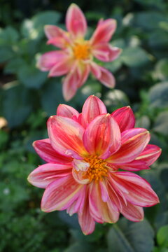 A beautiful cluster of blooming red flowers in a garden, capturing the essence of nature and freshness. Ideal for botanical projects, gardening themes, wedding-related design, and vibrant outdoor phot