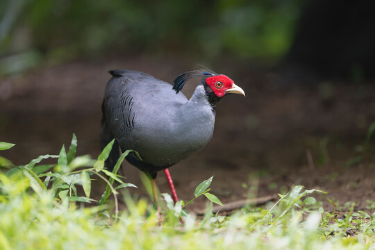male Siamese fireback (Lophura diardi) walks across the forest floor in Cat Tien National Park, Vietnam. Vibrant bird wildlife stock photography.