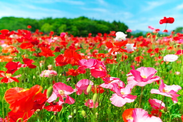 Obraz premium Close up of colorful red and pink poppy flowers blooming in sunny meadow