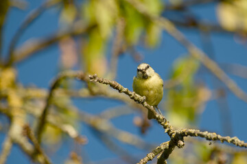 Blue tit perched on a lichen-covered branch with a clear blue sky © in_colors