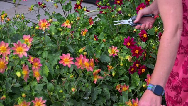 Close-up of removing Dahlia heads.