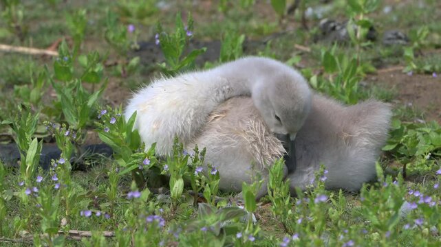 Mute Swan (Cygnus olor) young cygnet preening and drying its feathers by the side of a lake. June, Kent, UK. [Half speed]