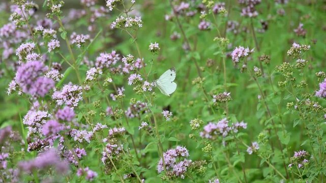Green Veined White butterfly (Pieris napi) feeding on a flowers before flying away. June, Kent, UK [Slow motion x10]