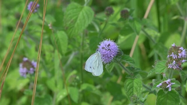 Green Veined White butterfly (Pieris napi) feeding on a flower before flying away. June, Kent, UK [Slow motion x10]
