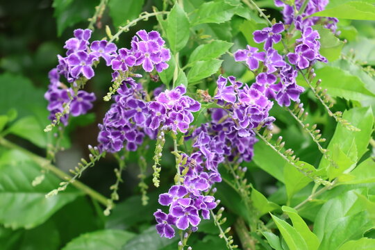 Duranta flowers