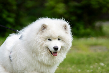 Naklejka premium With a joyful expression and a coat as soft as a cloud, a young Samoyed enjoys a peaceful summer. Young Samoyed dog with a thick white double coat and bright expressive eyes, posing on a meadow. 