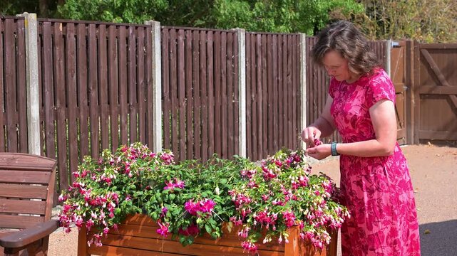 Removing dead fuchia flowers.
