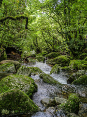 Fototapeta premium 【鹿児島県】屋久島町・白谷雲水峡の渓流