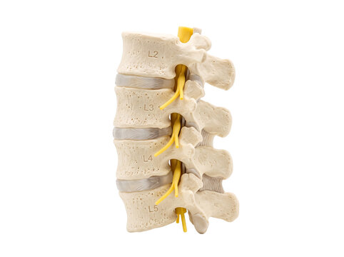 Human lumbar spine anatomical model showing spinal cord nerves L2 L3 L4 L5 intervertebral discs isolated on black background for medical education orthopedic study neurology healthcare science concept