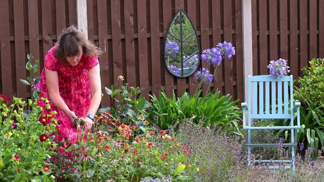 Deadheading the dahlia bed in August.