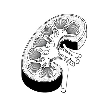 Monochrome isometric cross section of human kidney anatomy showing internal renal structures