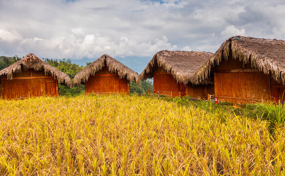Traditional bamboo huts overlooking golden rice field in Hoang Su Phi, Vietnam