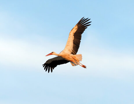White stork (Ciconia ciconia) flying against a clear blue sky