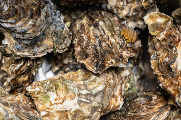 Close Up Of Closed Oysters In Bowl © Belashova
