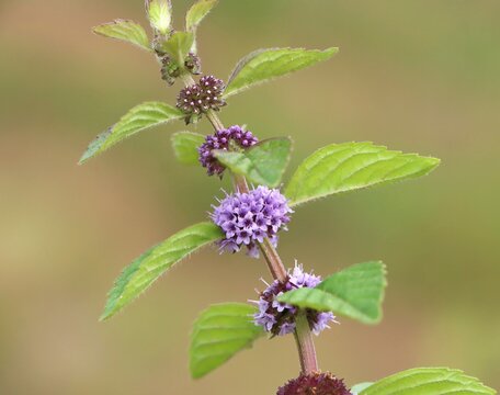 Field mint (Mentha arvensis) blooming in a field