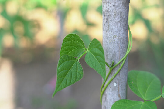 Green Leaf of the long Bean Tree