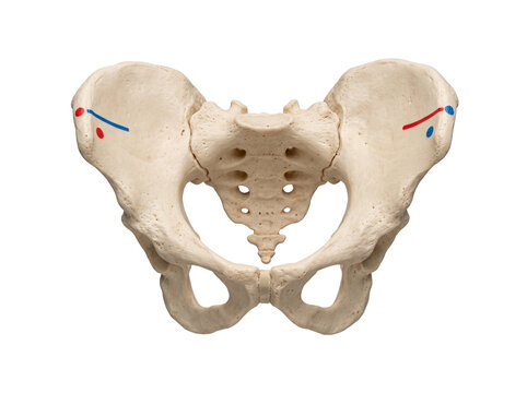 Human pelvis bone anatomical model isolated on black background for medical education, orthopedics, skeleton anatomy study, healthcare science research, and biological pelvic structure presentation.