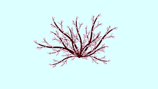 Growing sakura cherry blossom bush animation on transparent background