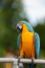 Colorful blue-and-yellow macaw perched on a wooden branch against a soft green bokeh background, showcasing vibrant feathers and tropical wildlife beauty. © Worawi