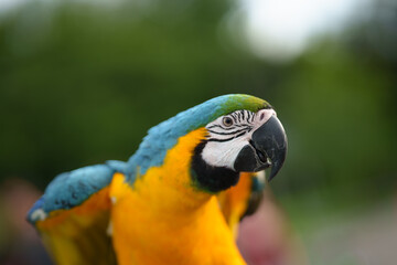 Colorful blue-and-yellow macaw perched on a wooden branch against a soft green bokeh background, showcasing vibrant feathers and tropical wildlife beauty. © Worawi