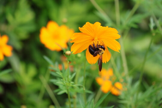 A yellow-chested carpenter bee sipping nectar from a yellow cosmos flower
