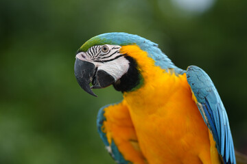 Colorful blue-and-yellow macaw perched on a wooden branch against a soft green bokeh background, showcasing vibrant feathers and tropical wildlife beauty. © Worawi