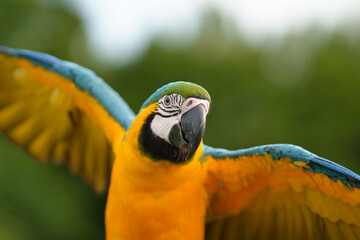 Colorful blue-and-yellow macaw perched on a wooden branch against a soft green bokeh background, showcasing vibrant feathers and tropical wildlife beauty. © Worawi