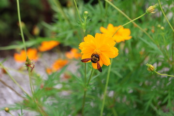A yellow-chested carpenter bee sipping nectar from a yellow cosmos flower © Mt. Cape