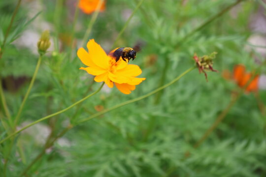 A yellow-chested carpenter bee sipping nectar from a yellow cosmos flower
