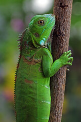 Fototapeta premium Green Iguana